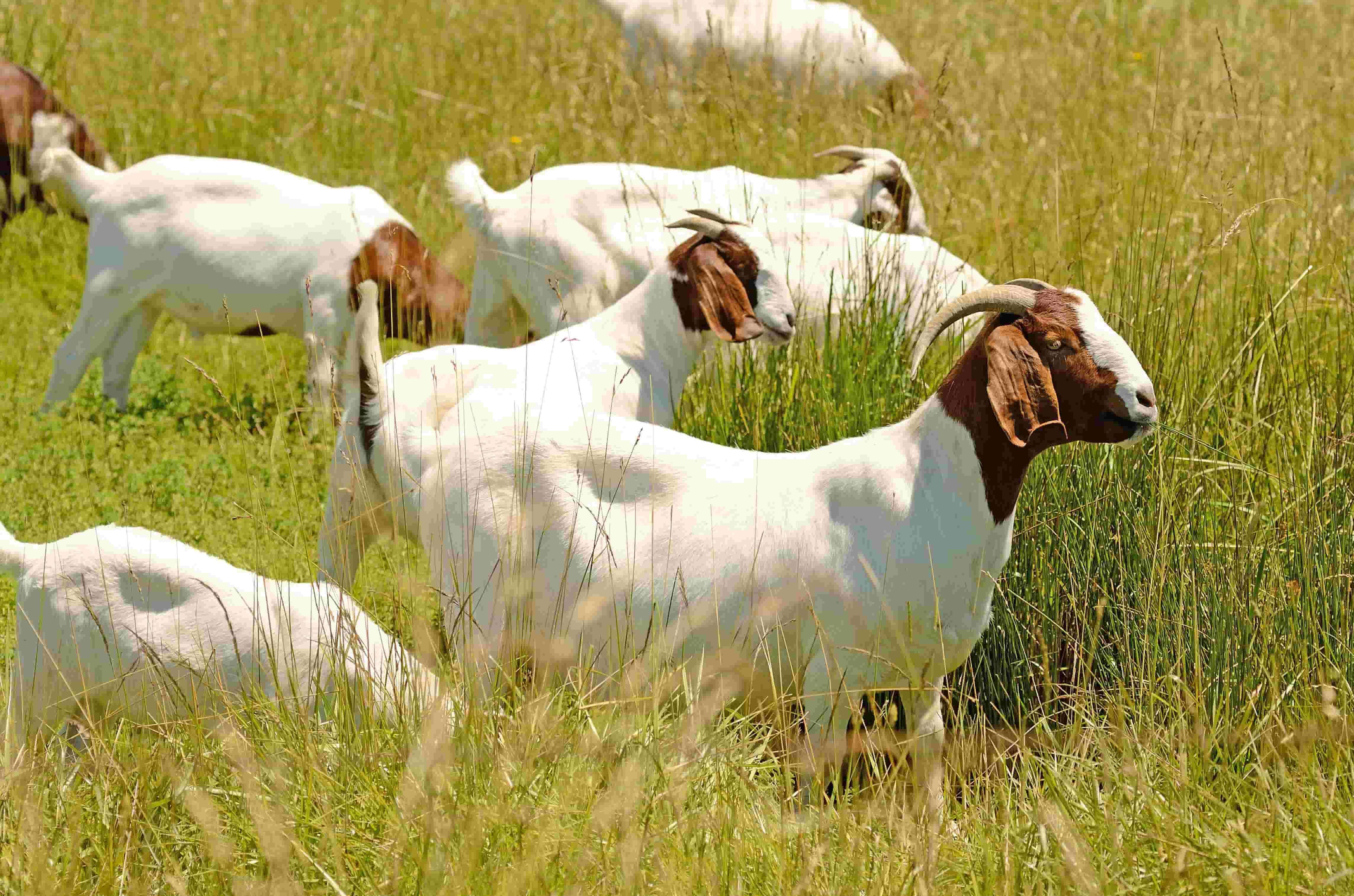 goat-farming-farms